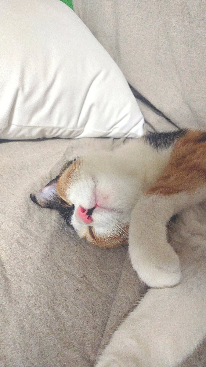 thegreen_cats's tweet photo. RT 부탁드립니다🙏) 개냥이 조이의 임시보호처를 구합니다!

천둥이 치던 날, 폭우에 놀라 차 밑에 숨어있던 아이,
그러다가도 사람만 지나가면 따라나와 얼굴을 확인하던,
누군가를 기다리던 조이스

사람바라기의 조이스에게 자리 한켠을 내어주실 분들, 연락 부탁드립니다!(자세한 내용은 이미지에) https://t.co/QGtVNOkuAy