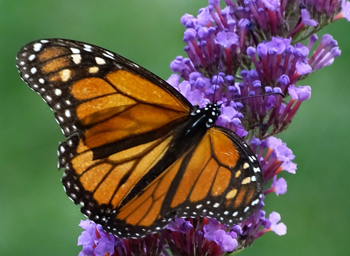 Detroit Zoo On Twitter Some Butterflies Use Their Feet To