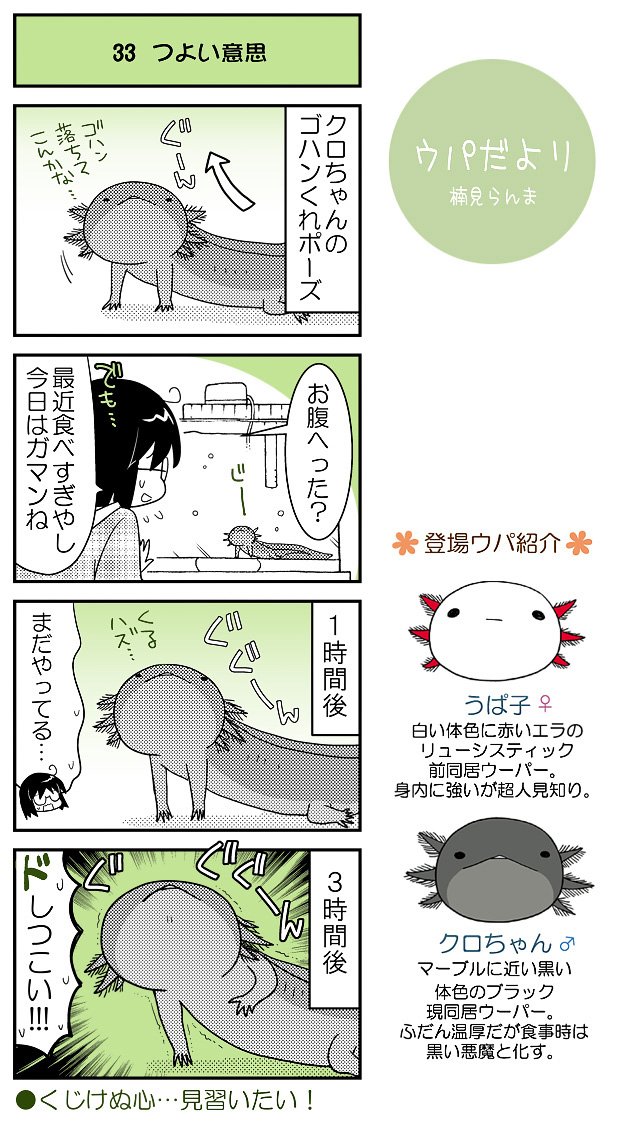 ウパだより31 なるべく火曜公開のウーパールーパー4コマ ウパ達それぞれのこだ クスミ 楠見らんま 百合とかウーパールーパーとか の漫画