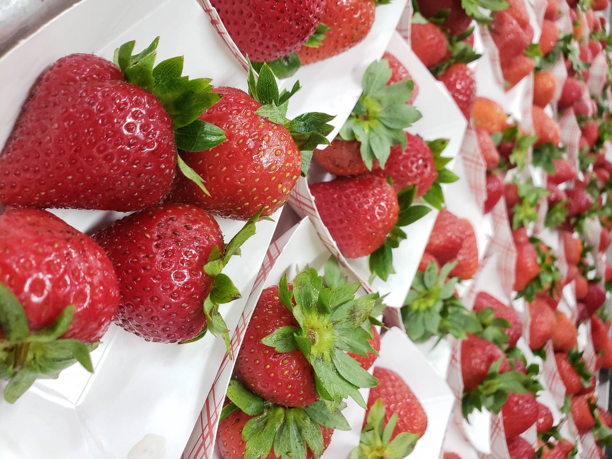 londonderry_dng's tweet image. When you are walking by and you MUST take a photo of these gorgeous beauties!    #coloryourplate #strawberries