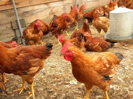 Gandham Chandrudu Ias On Twitter Rearing Of Backyard Chicken Is