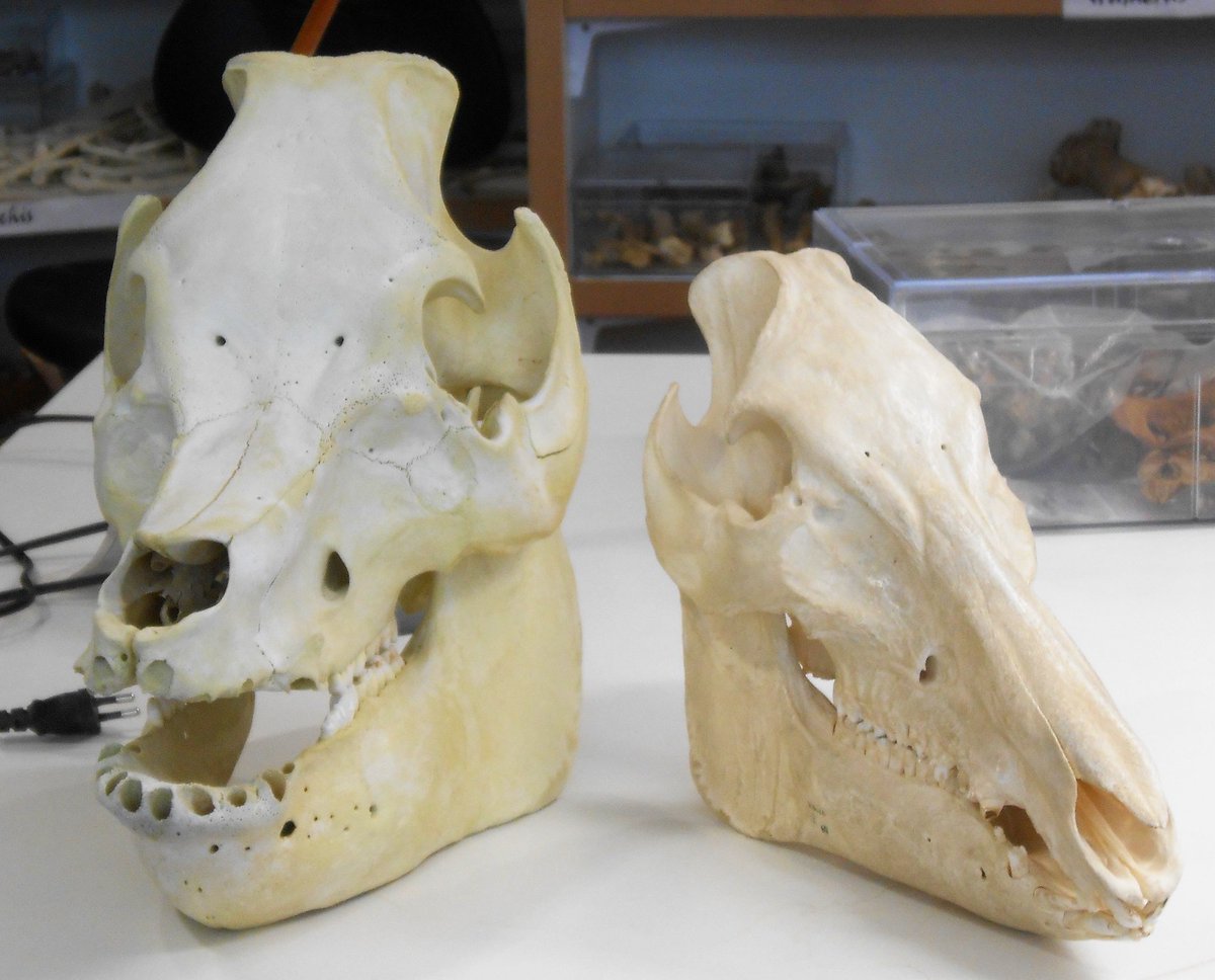 BeatKumin's tweet photo. #iehcasu18 at the Laboratoire Archéologie et Territories of @UnivTours for hands-on classes on animal morphology (domestic pig vs wild boar) &amp; excavations (16thC drinking / cooking vessels from the region), with thanks to Marie-Pierre Horard @DrinkingStudies @WarwickHistory https://t.co/xrXysUwp9A