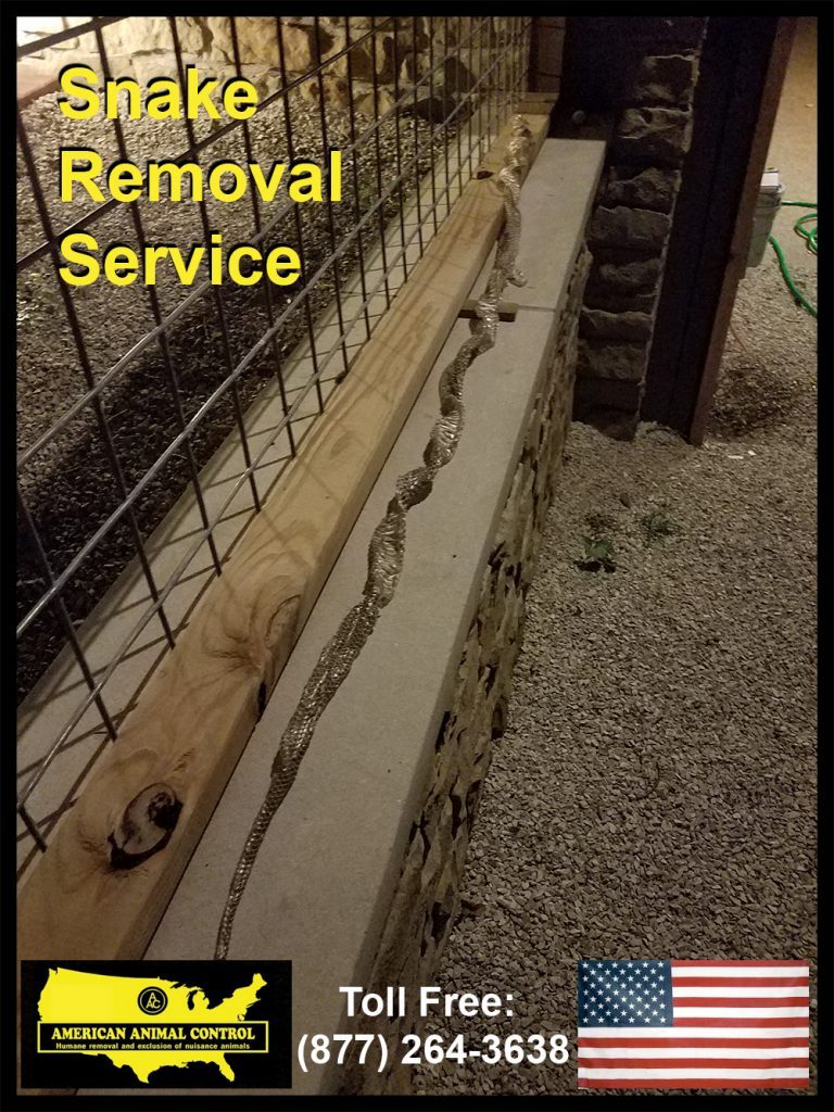AAnimalControl's tweet photo. Snake Removal Service Professionals in Bloomington https://t.co/INTiVXaTBH https://t.co/sdPWFIS1Uv