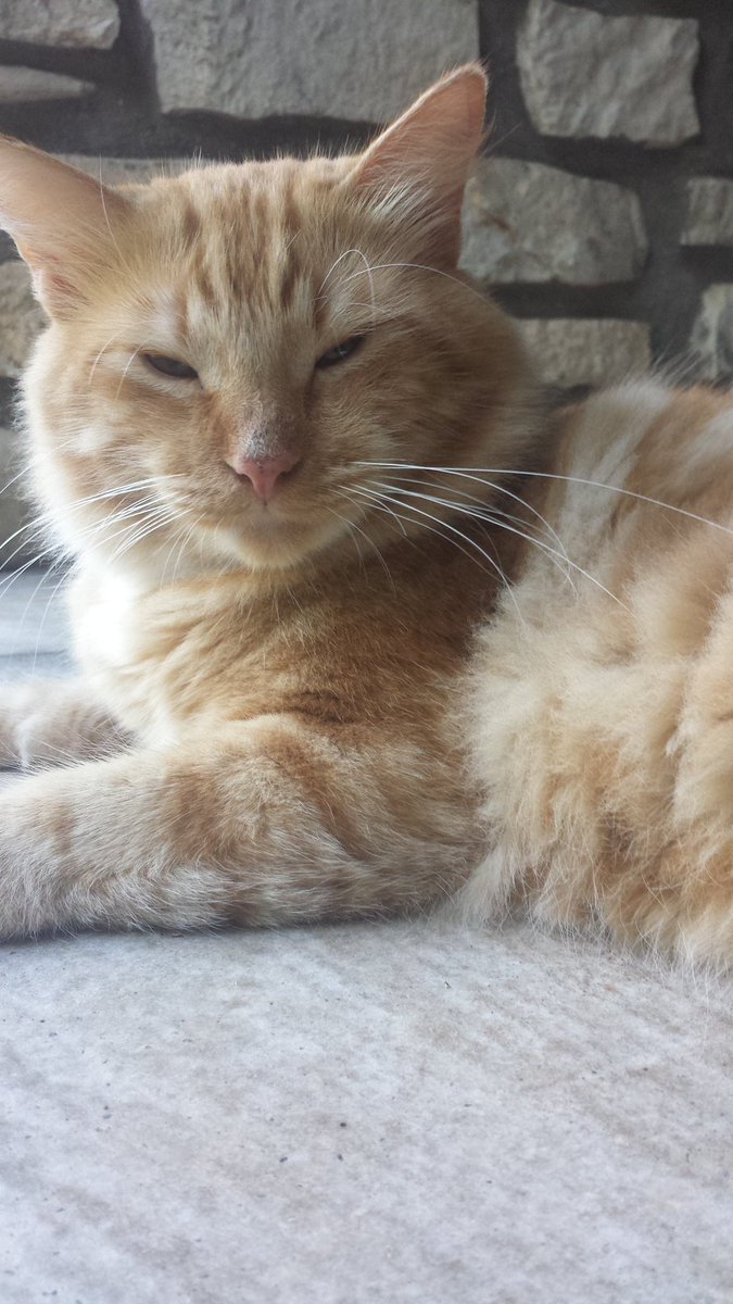juelkitty's tweet image. Sleepy boy #gingerrules #gingercats #cats #atx #hecantadulttoday