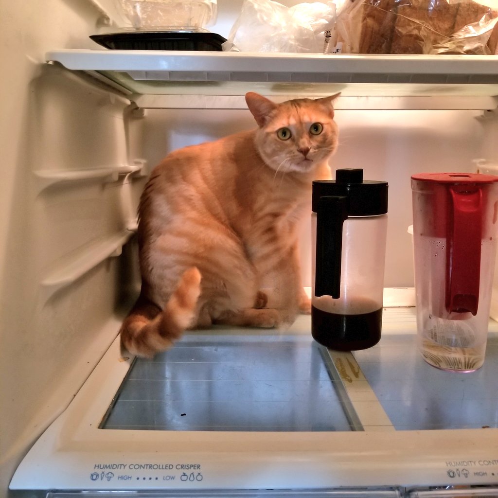 jocranch's tweet photo. Every morning. Without fail. #fridgecat https://t.co/Jo7dU0CXxD
