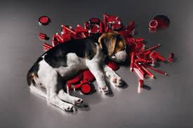 ktb078's tweet photo. #NOmaspruebas DIGAMOS SI a prohibir la venta de cosméticos y productos de cuidado personal que hayan sido probados en animales https://t.co/pFsFBL5iDW