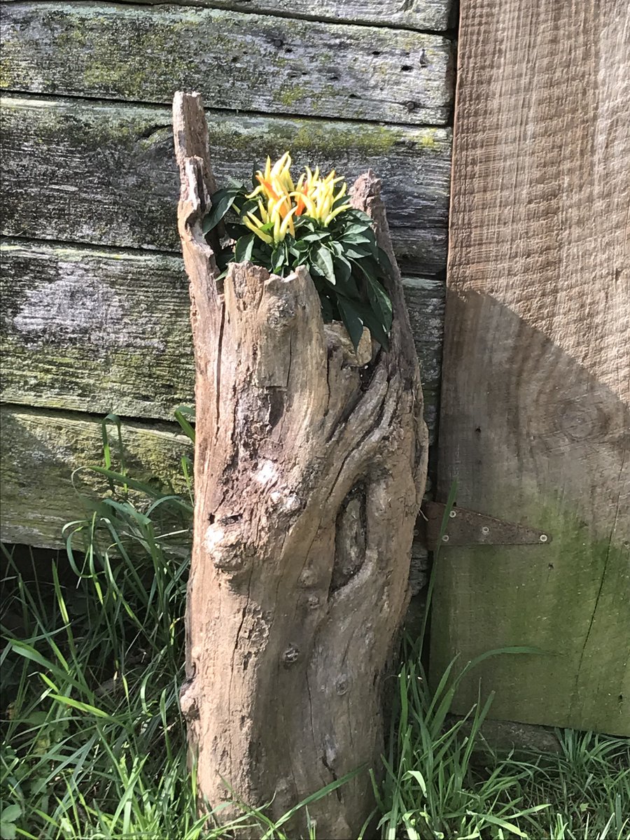 Look how vibrant these Blue Gold Thai #Peppers look! 🤩 We love how they're planted in a stump. 🙏🏼

Products Used:
Garden Blend • amzn.to/2CMzC5H
Fusion Compost Veg • amzn.to/2CMBbR7

#Gardening #GardenChat