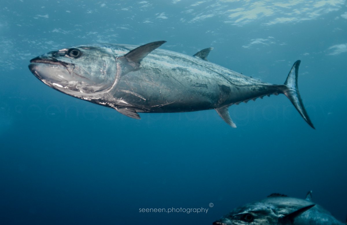mohamedseeneen's tweet photo. Its the thrill &amp; the moment that counts!!!
The magnificent Dog Tooth #Tuna  #Maldives #EmbudhooCanyon 
#GarudhiyaBoa Zoom in for detail https://t.co/gjKF1FeD48