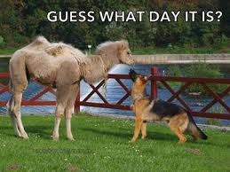 TODAY IS WEDNESDAY! #wednesdaydogs #dogs
