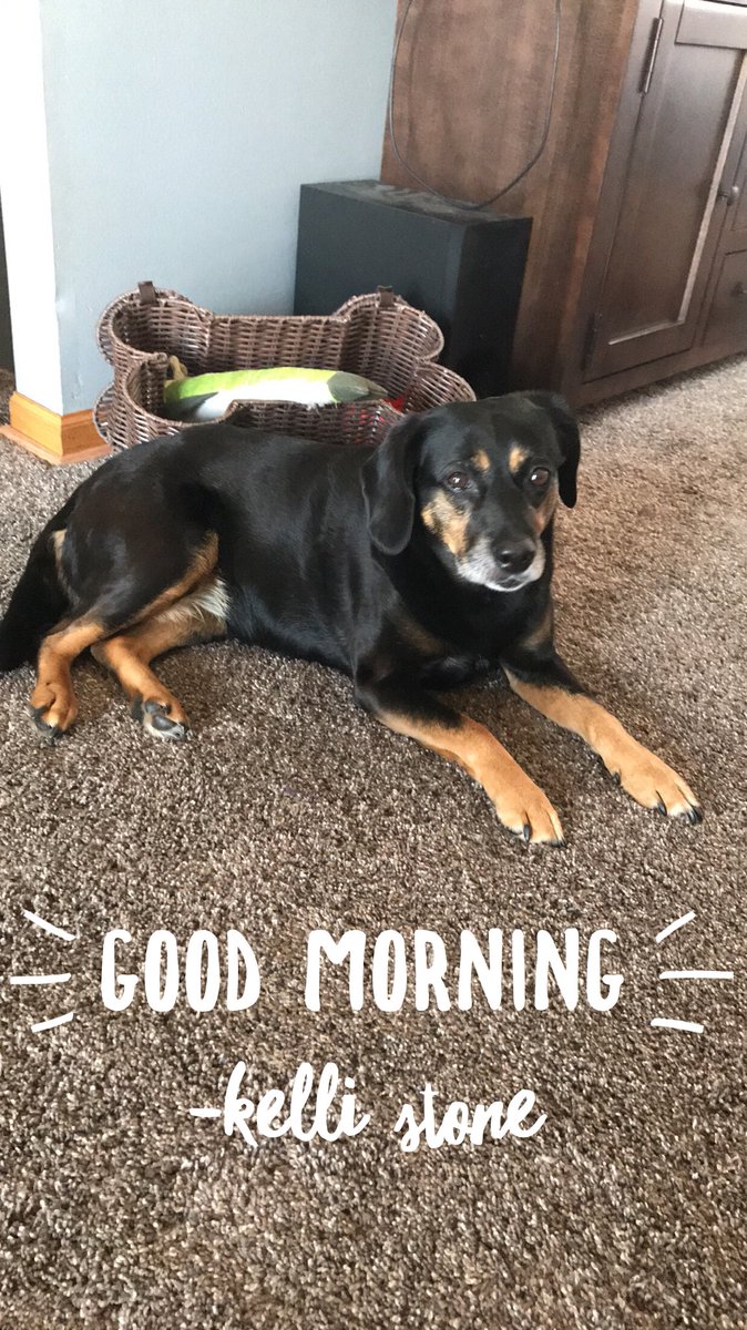 kstone1123's tweet photo. Happy Wednesday! Surgery day for my Lola. ❤️ #happywednesday #lola #lolabear #dogsofinstagram #beaglesofinstagram #beaglemix #happythoughts #haveagreatday https://t.co/GJDDUvKrWL