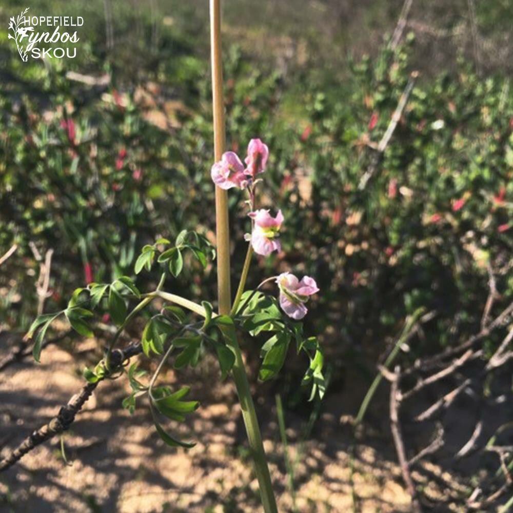 HDirkH's tweet photo. https://t.co/vLvlGnXspX #FynbosSkou #Fynbos #Flowers https://t.co/B0HrpZh5OB