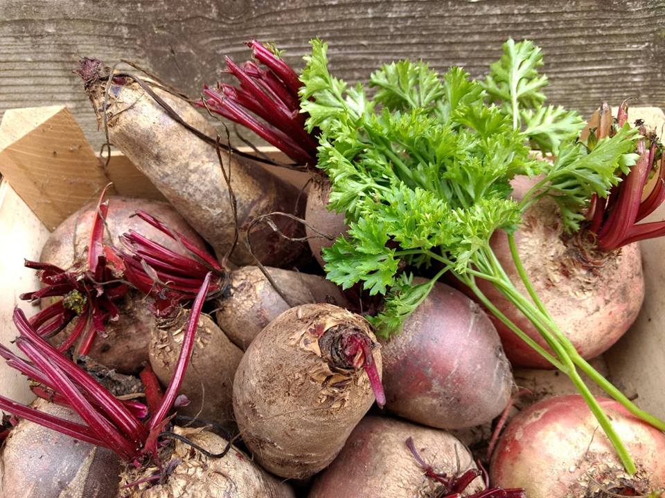 SchoolFarmCSA's tweet image. Loving the summer harvest season here on the farm- if anyone has any aweome tomato or beetroot recipes send them our way! 

#nevertoomanytomatoes