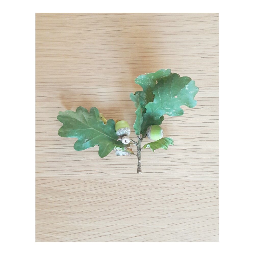 From tiny acorns do mighty oaks g r o w

Found these wee family of acorns on a walk. How sweet! 
#naturewalks #schoolrun #Wednesday #storytelling #lovenature #familywalk #wednesdaywisdom #nature #nurture #mothernature #ofsimplethings #lovelysquares #onmydesk  #postastoryclub