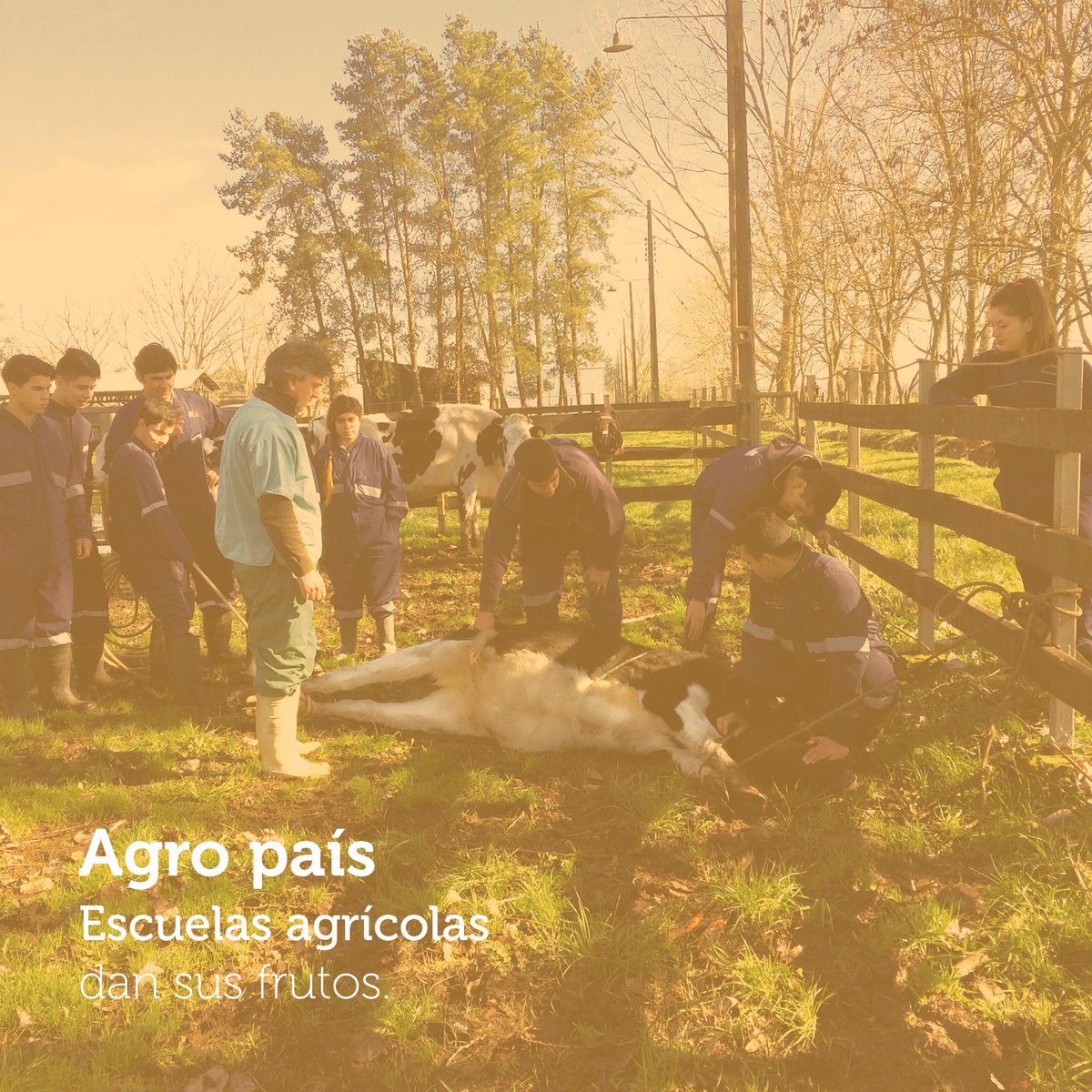codigoc1's tweet image. ESCUELAS AGRÍCOLAS: UNA RENOVACIÓN QUE VA DANDO FRUTOS

Revisa el reportaje completo aquí:
revistagrupoagro.cl/escuelas-agric…

#RevistaGrupoAgro #EscuelasAgrícolas