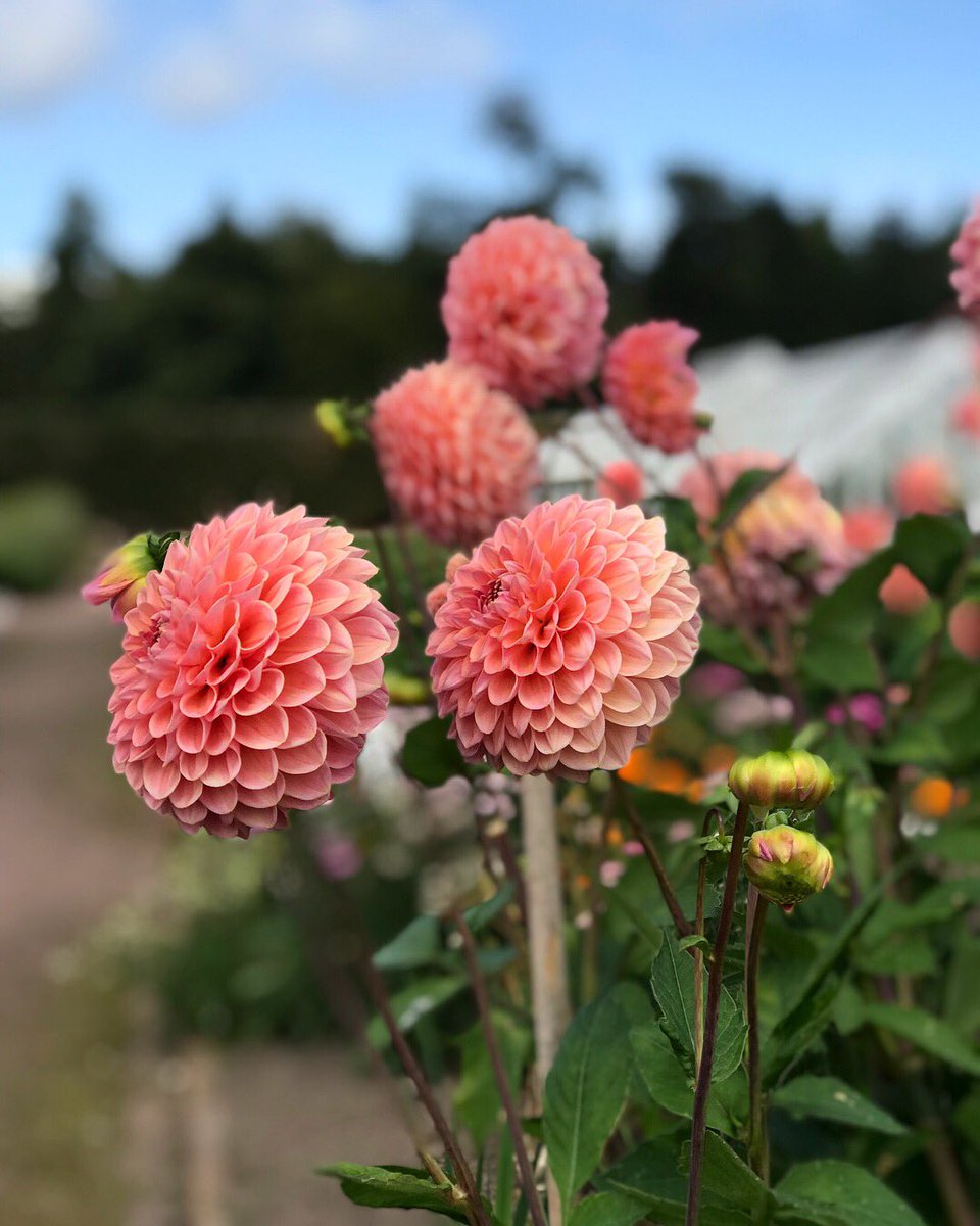 Bonnie dahlias 😍 #scottishcutflowers #scottishgarden #dahlia