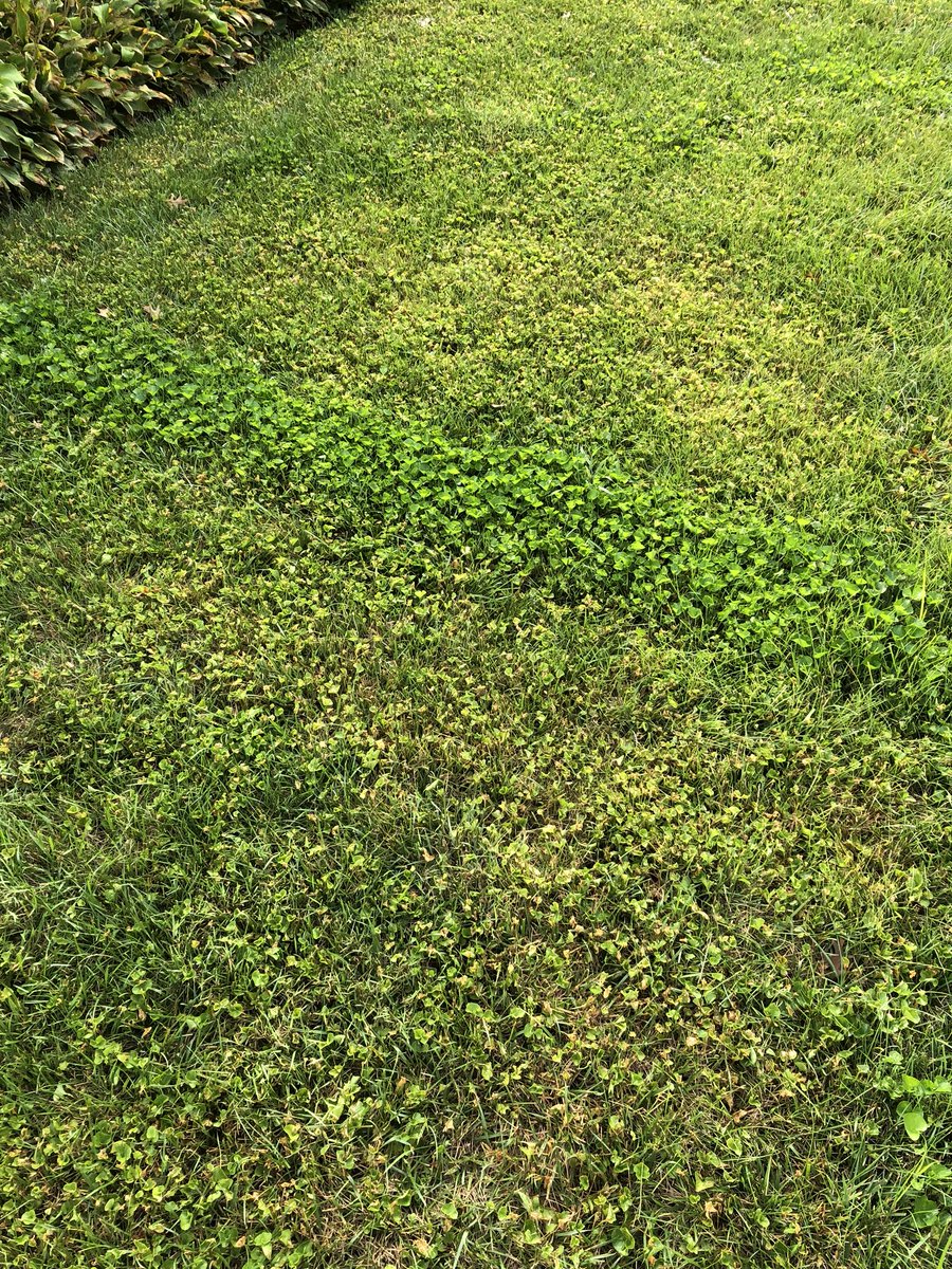 SurePower now 7 DAT. Rapid decline of violet, oxalis and clover. Note untreated strip verses control to date. Great turf safety as well on KBG, TTTF, and PRG Lawn in NJ. Keep you posted.