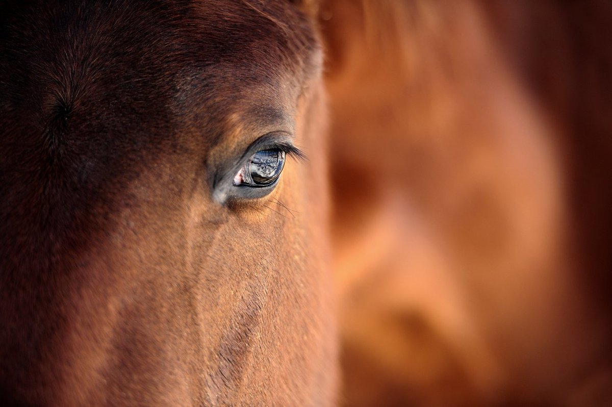 New opportunities in equine stress reduction:  "The pretransport management of stress in performance horses," via Journal of Equine Veterinary Science: ow.ly/nW0z30lAE0S <a href="/destress_equine/">DeStress Equine</a> #equine #equinenutrition #equinehealth