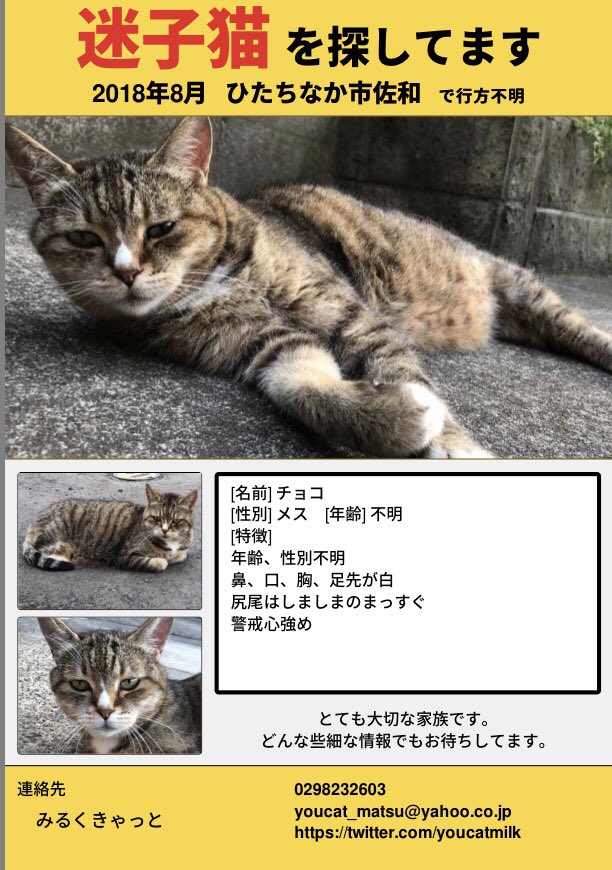 松崎ゆう On Twitter いつもリツイートなどありがとうございます 8月5日にここら辺で見失いました まだ近くにいてくれてるかわかりませんが お近くにお住いの方 どうぞ情報よろしくお願いします 名前 チョコ 猫迷子 迷い猫 猫行方不明 猫探してます 茨城県