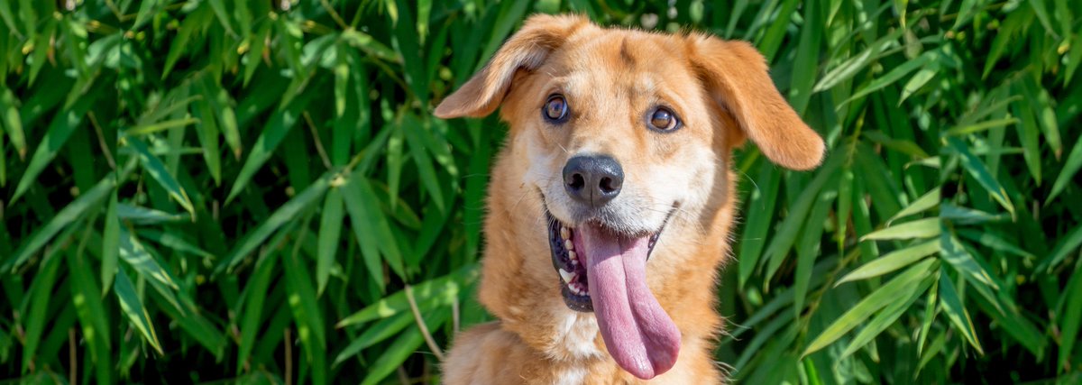 El locuelo de Pipo sigue buscando familia! Deportista, amante de las pelotas de tenis y de los buenos achuchones! Te animas a acogerlo o adoptarlo? #Valencia #AdoptaNoCompres ☎️ 630673773