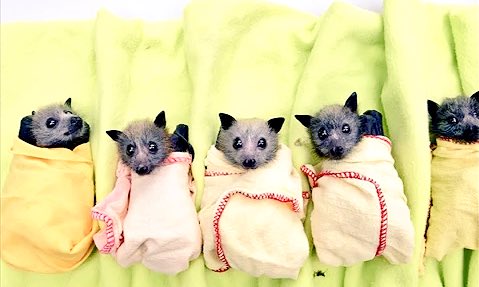 やまこ お休み中 コウモリの顔も可愛いですよね この顔は フルーツバットですか 食べる物似てると顔が似るのかも