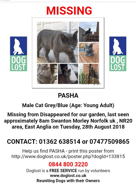 MissingPetsGB's tweet photo. 🐱 #Missing PASHA #cat 
Male Cat (Neutered) 
Lost 28 Aug 2018 
Disappeared from garden, last seen approximately 8am #Swanton #Morley #Norfolk 
East Anglia #NR20
☎01362 638514 https://t.co/QVtQt3avRR