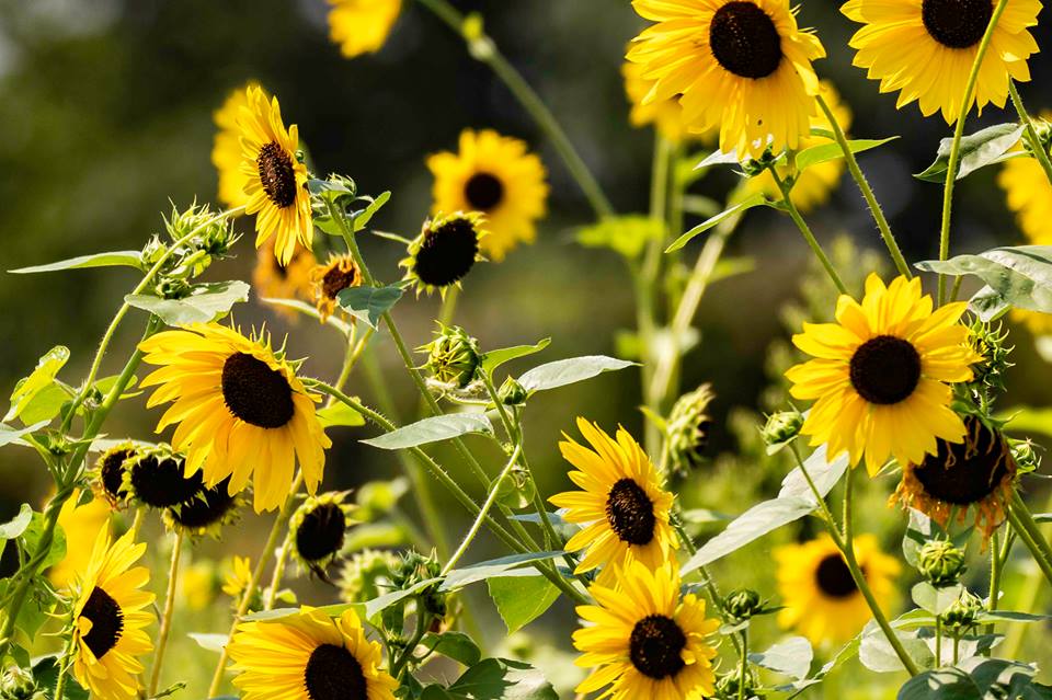 millsmath's tweet image. How Many? What will we count? How will we count? 
#mathandscienceeverywhere