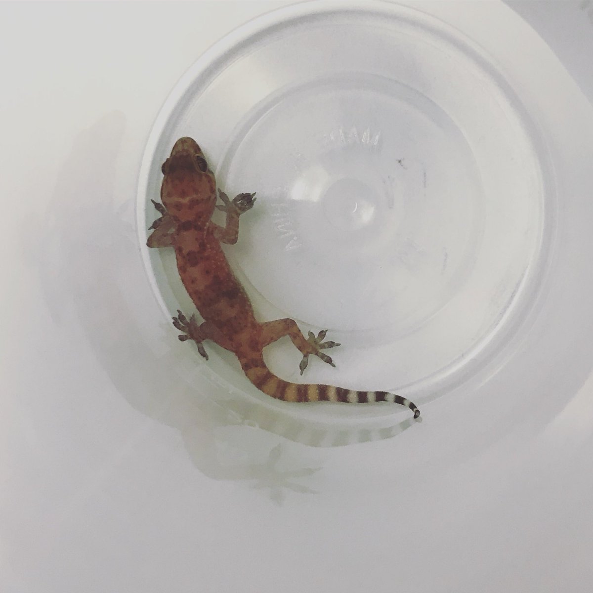 satanAndCats_'s tweet photo. Apparently we have a gecko pop. In TN now found him inside of work and heard a lot of them keep turning up in an around the building 🤔🤔🤔 https://t.co/1d0PkWeEFW