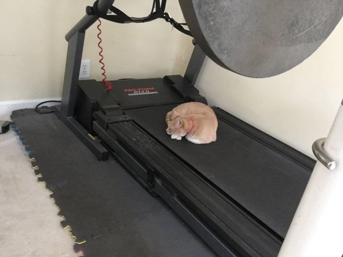 adkii1's tweet photo. My kitty’s favorite place to hang #MyNaturalCat https://t.co/WdqfSBkfZF