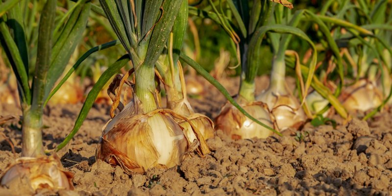 Us Can Prepare Our Gardens For The Colder Seasons Ahead By Getting Your Gardens Ready For Autumn Planting Read More Here Us Can Prepare Our Gardens For The Colder Seasons Ahead By Getting Your Gardens Ready For Autumn Planting Read More Here