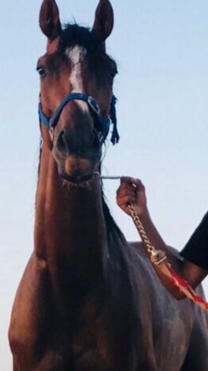 nn_o771's tweet photo. النفس تقبل مثل ماتقبل الخيل
وتصد لو ان .. النعم مستديمه.!
#تصويري https://t.co/Zm4JNLaf6g