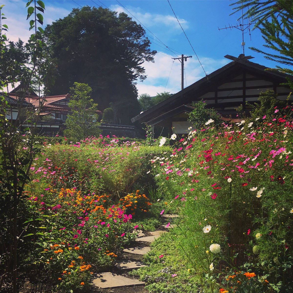 VR_Gardens's tweet photo. "Introducing wabi-sabi: it's the art of imperfect gardening. Plus, 10 ways to get the look!" ~ A fantastic article by @mr_plantgeek 
 https://t.co/cTk1QCKvMo https://t.co/wysBpmE1ww