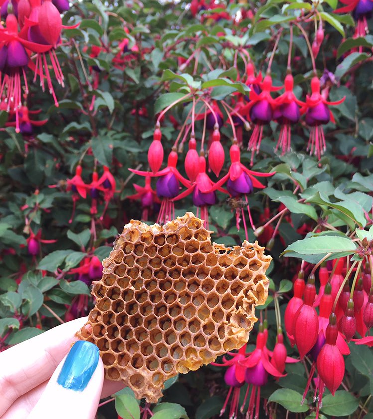UoL Beekeeping Soc tweet media
