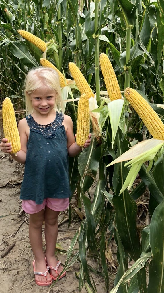 JonathanDansel's tweet photo. Jazlyn showing off the 16,500 #lowpopmafia @kscorn looks like it should yield really nice on low inputs....So many good western products with #earflex in the @LGSeeds lineup...on short irrigation water you have to have flex! https://t.co/WhgBxuq8xT