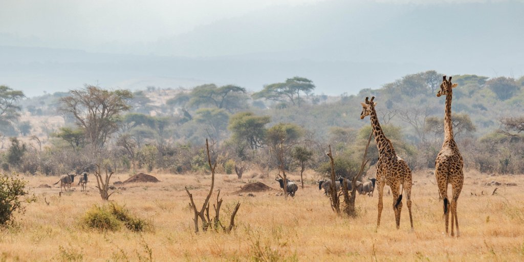 TypeTwoMedia's tweet image. Not a bad view for our walk to work. #ndarakwai #giraffe  #tanzania #conservation @campsinternational