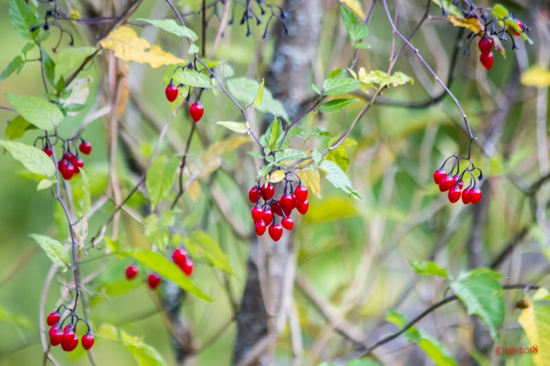 UVornanen's tweet photo. *
Red berries, don’t eat❗️
*
#punakoiso #poisonberry #luonto #nature #canonkesä https://t.co/2cVWWAwvBG