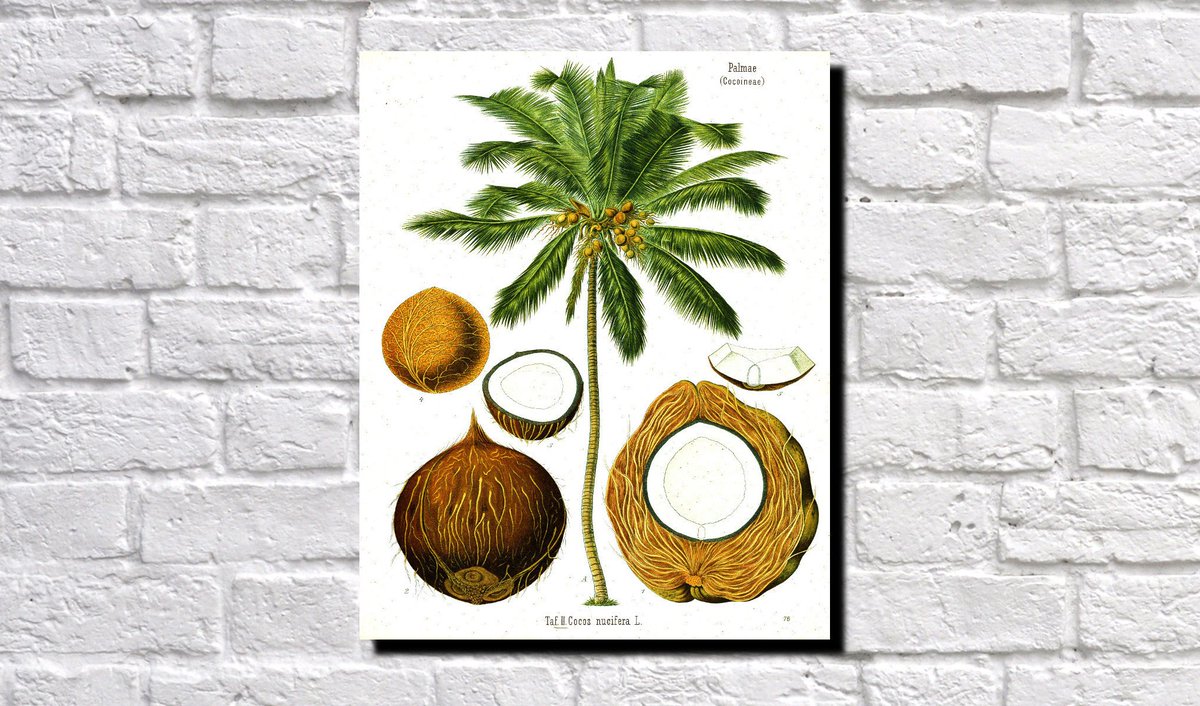 James Lucas On Twitter Coconut Palm Tree Botanical Print