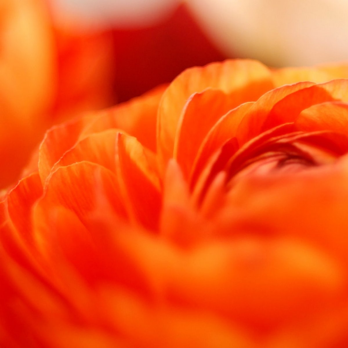 Don't miss out -- there's always something new blooming here. subscribe.mainstreethub.com/email/cb619f3d…