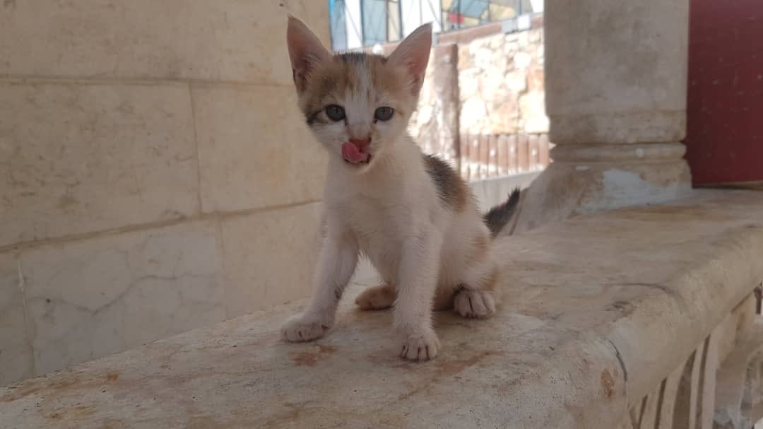 Ernesto’s Sanctuary for Syrian Cats tweet media