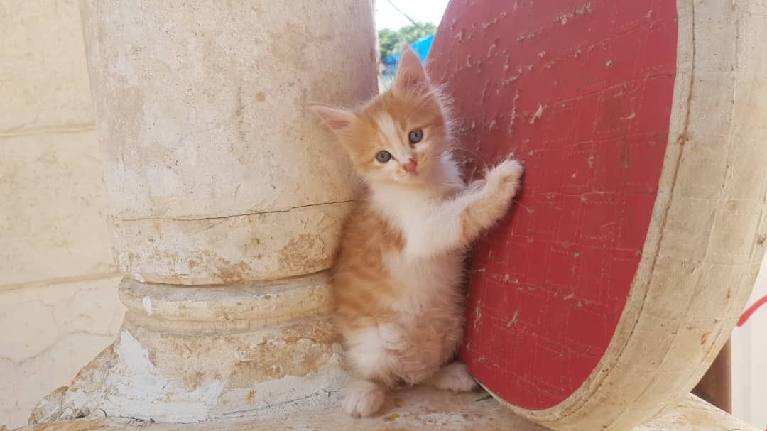 Ernesto’s Sanctuary for Syrian Cats tweet media