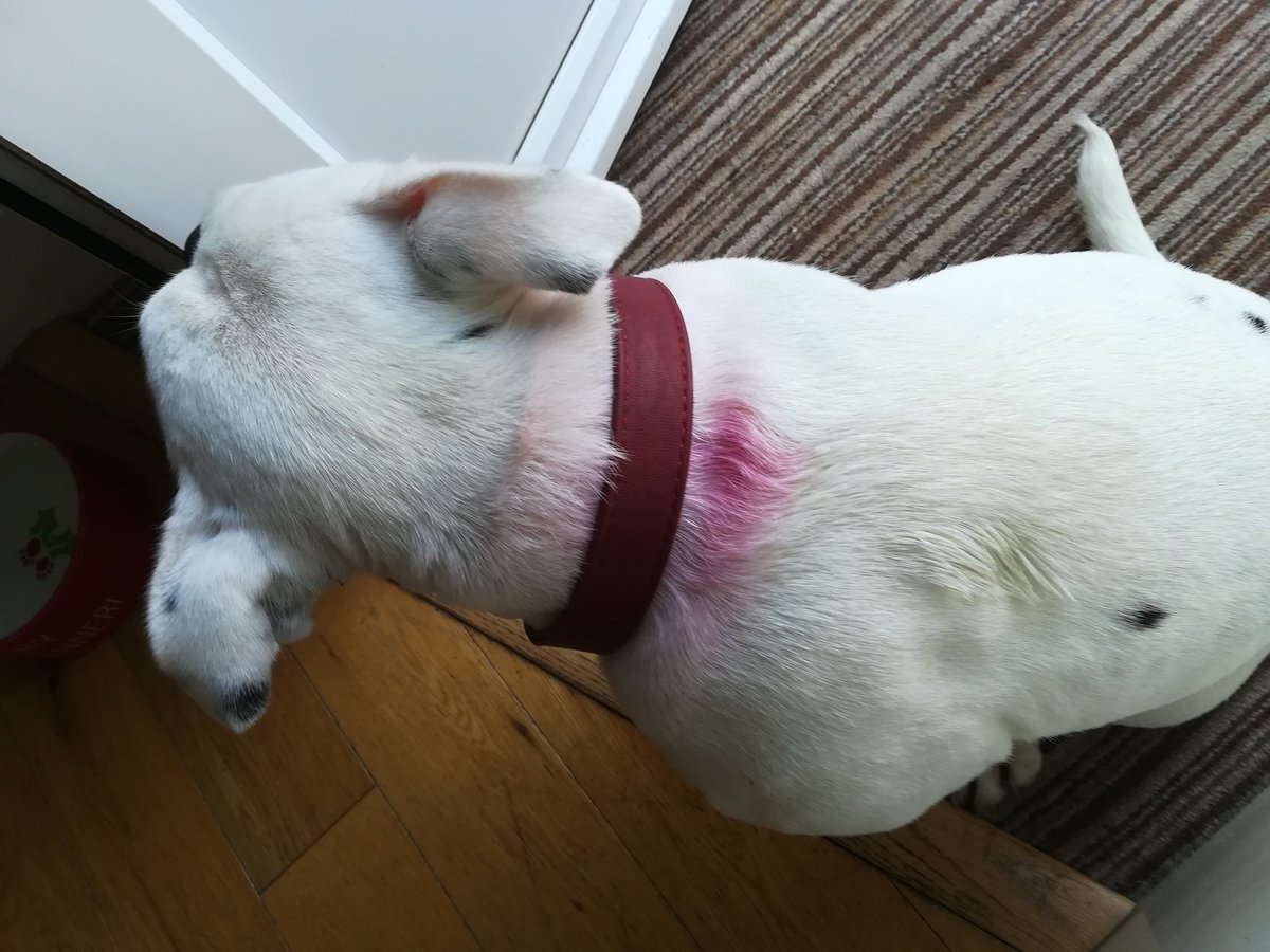 alesterowen's tweet image. Dennis the Dog has a problem 🤔So, yesterday I bought him a new red leather collar- very smart👍 That evening I applied his Frontline flea prevention...... This morning he has a bright pink patch!!! Poor Dennis ❤️😢 #badchoice