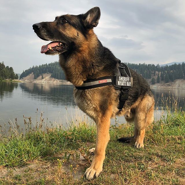 The Sheriff is on patrol and ready for action!  #tripawd #tripawdgear #tripawdharness #threeleggeddog #gsd #tripawdsofinstagram