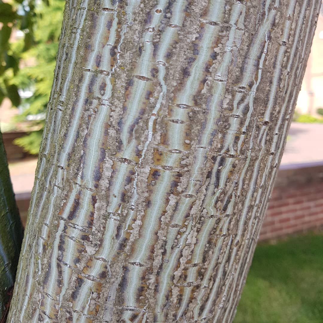 ydsYvette's tweet photo. I'll never be bored by the bark of #Acer davidii. #snakebarkmaple #gardens #gardening #trees #plantswoman #gardendesigner https://t.co/uiFb57mFfm