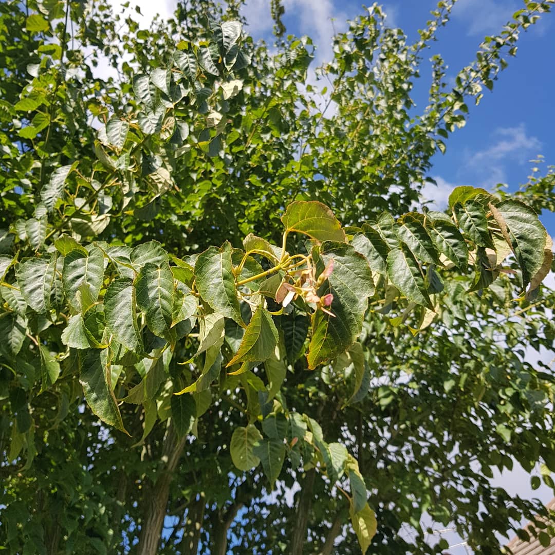 ydsYvette's tweet photo. I'll never be bored by the bark of #Acer davidii. #snakebarkmaple #gardens #gardening #trees #plantswoman #gardendesigner https://t.co/uiFb57mFfm