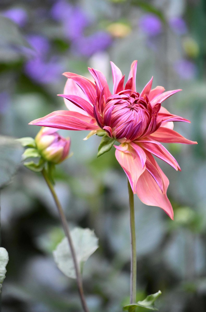 lorepatterson's tweet image. Step into the summer garden with me. The #Dahlias have been so generous blooming non stop for bouquets that fill the house. These Tubers were new to me this season. #Dahlia Penhill dark Monarch, Cornell Bronze &amp;amp; Creme de Cassis #garden