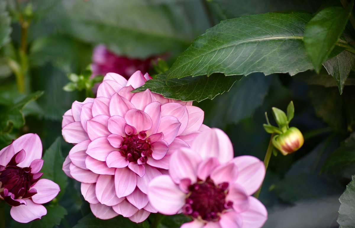 lorepatterson's tweet image. Step into the summer garden with me. The #Dahlias have been so generous blooming non stop for bouquets that fill the house. These Tubers were new to me this season. #Dahlia Penhill dark Monarch, Cornell Bronze &amp;amp; Creme de Cassis #garden