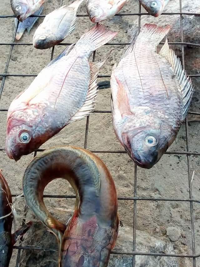 Investment Opportunities Available in Natural Resources in Tanzania maziwamakuu.blogspot.com/2017/06/invest… #marineprotection #fishing #overfishing #fishinglife #bassfishing  #fishing #canalfishing #riverfishing #matchfishing #carpfishing #predatorfishing #catfishing #gamefishing #lakefishing