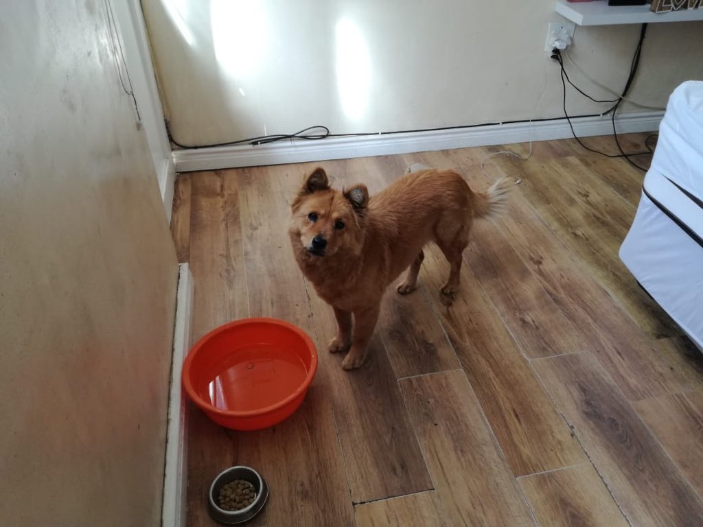 spca grassy park adoptions