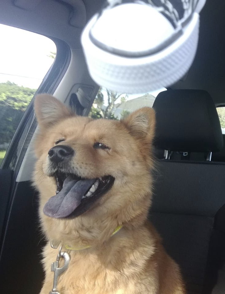 spca grassy park adoptions