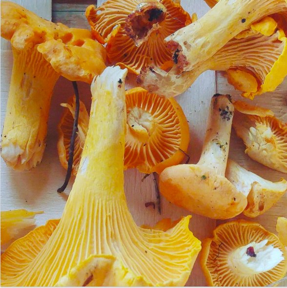 Summer might just be winding down, but the good news is that chanterelle season is here! We love them sautéed in some fresh local butter and thrown into pasta. A great source of vitamin D2, A, protein and eight essential amino acids, they are packed with vital nutrients too 👌🏼