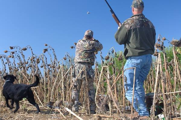 OhioDivWildlife's tweet photo. Opening day of hunting season is just a few days away! Dove hunters, don't forget to check out the interactive 2018 Dove Hunting Area Map. See all of our dove fields and print custom maps: https://t.co/cn3eryHbgt #huntohio #dovehunting #dovefields #huntingseason https://t.co/ICwFyM6syV